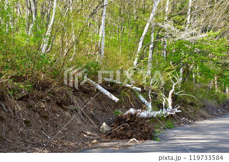 倒木イメージ 倒木イメージ 119733584