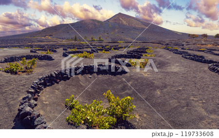 La Geria vineyard on black volcanic soil. 119733608