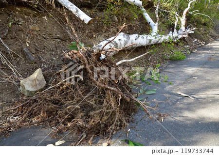 倒木イメージ 119733744