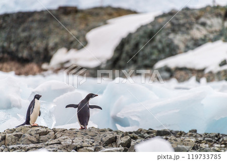 Impression of the Adelie Penguin Colony at the fish islands Impression of the Adelie Penguin Colony at the fish islands 119733785