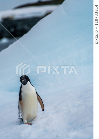 Adelie Penguin standing on an iceberg Adelie Penguin standing on an iceberg 119733814