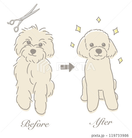 トリミング前と後のトイプードルのイラスト 119733986