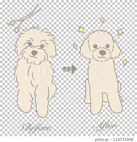 Illustration of a toy poodle before and after trimming 119733986