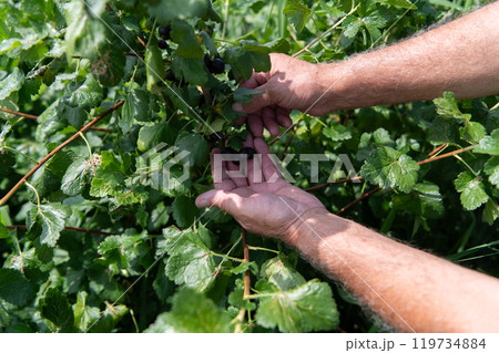Senior Farmer Carefully Inspecting His Blueberry Farm to Ensure Quality and Progress 119734884