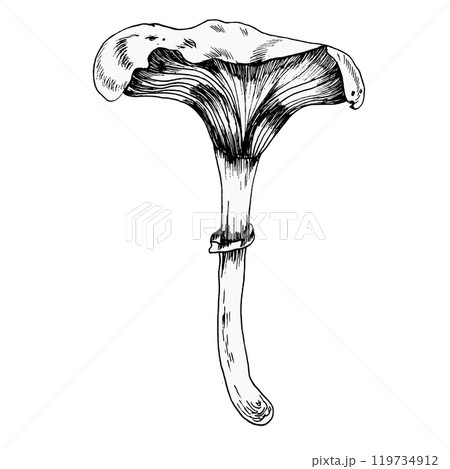 Forest mushroom ink graphics hand drawn illustration. Toadstool fungus doodle, monochrome line art for autumn harvest season design, product packing, tag, web decor. Forest mushroom ink graphics hand drawn illustration. Toadstool fungus doodle, monochrome line art for autumn harvest season design, product packing, tag, web decor. 119734912