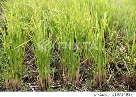 穂が出た稲のヒコバエ 119734957