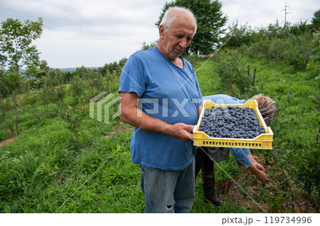 Senior Farmer Carrying a Basket of Freshly Picked Blueberries from His Farm. Senior Farmer Carrying a Basket of Freshly Picked Blueberries from His Farm. 119734996