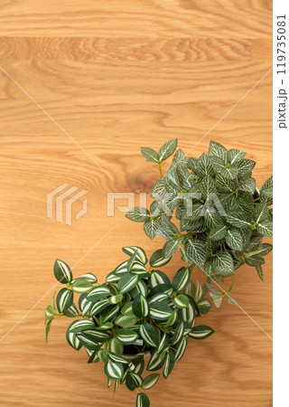 フェイクグリーンの観葉植物 木目背景 フェイクグリーンの観葉植物 木目背景 119735081