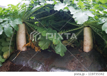 大根はすくすく成長して、収穫時期を迎えてる。ひく抜かれ、洗われて八百屋の店先に並べられて 大根はすくすく成長して、収穫時期を迎えてる。ひく抜かれ、洗われて八百屋の店先に並べられて 119735342