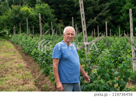 Senior Farmer Carefully Inspecting His Blueberry Farm to Ensure Quality and Progress Senior Farmer Carefully Inspecting His Blueberry Farm to Ensure Quality and Progress 119736456
