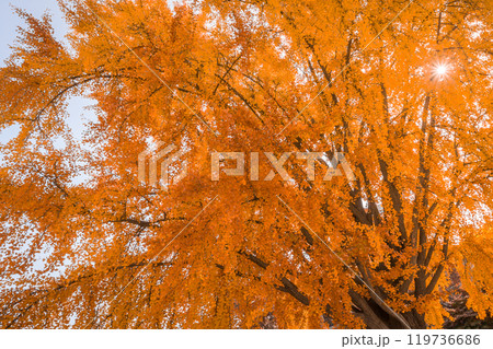 Ginkgo tree in autumn in the morning with yellow leaves or background or copy space for text near Gyeongbokgung Palace, South Korea. Ginkgo tree in autumn in the morning with yellow leaves or background or copy space for text near Gyeongbokgung Palace, South Korea. 119736686