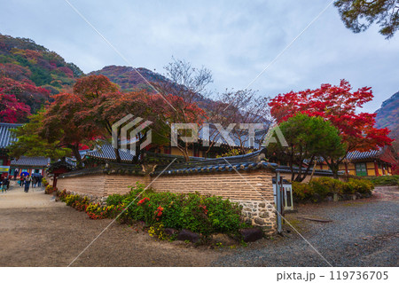 Colorful autumn with beautiful maple leaf in sunset at Baekyangsa temple in Naejangsan national park, South Korea. Colorful autumn with beautiful maple leaf in sunset at Baekyangsa temple in Naejangsan national park, South Korea. 119736705