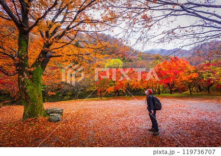 Autumn in Korea, Colorful autumn with beautiful maple leaf at Naejangsan national park, South Korea. 119736707