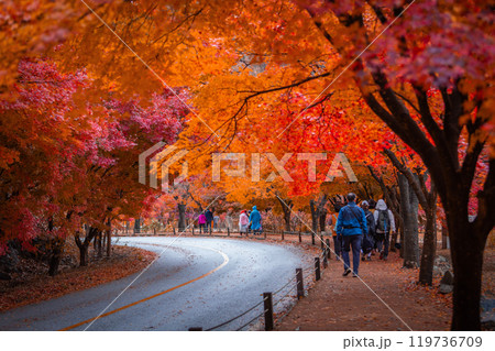 Autumn in Korea, Colorful autumn with beautiful maple leaf at Naejangsan national park, South Korea. Autumn in Korea, Colorful autumn with beautiful maple leaf at Naejangsan national park, South Korea. 119736709