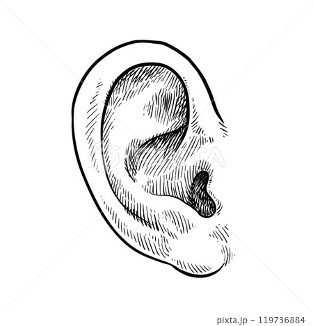 Human ear in engraved style,hand drawn Human ear in engraved style,hand drawn 119736884