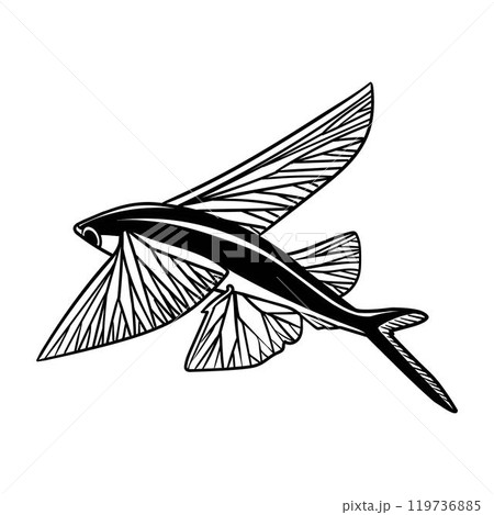 Line drawing illustration of flying fish. Line drawing illustration of flying fish. 119736885