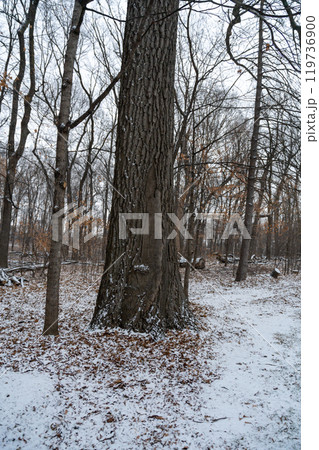 Dormant and dead trees with snow in a forest during a cold Minnesota winter. Dormant and dead trees with snow in a forest during a cold Minnesota winter. 119736900