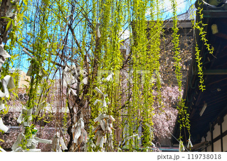京都　紫雲山頂法寺　六角堂　美しい枝垂れ桜と六角柳（京都市中京区） 119738018