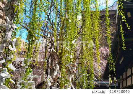 京都　紫雲山頂法寺　六角堂　美しい枝垂れ桜と六角柳（京都市中京区） 119738049