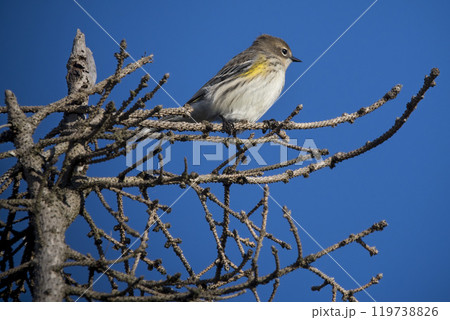 Yellow-rumped warbler perched on clear day in Nova Scotia 119738826