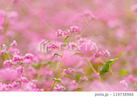 赤い蕎麦の花 119738988