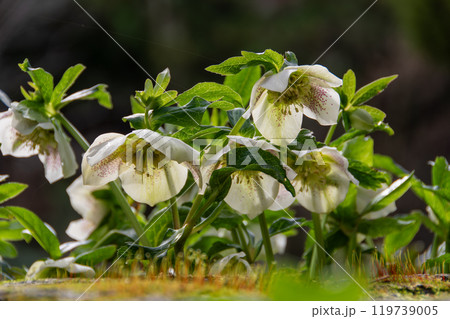 クリスマスローズの群生 クリスマスローズの群生 119739005