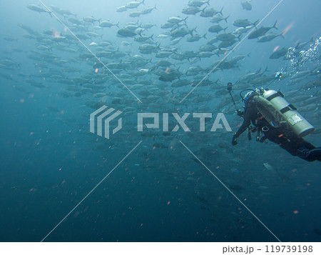 A scuba diver in the middle of a large school of Big eye Trevally, Jackfish, or Caranx sexfasciatus 119739198