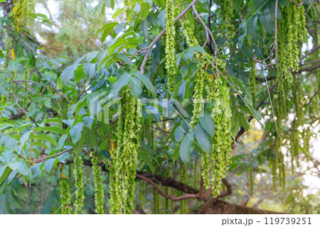 Green leaves and seeds in garden. Pterocarya fraxinifolia in park in summer. Exotic tree. 119739251