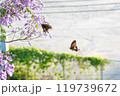 ジャカランダとアゲハ蝶 119739672