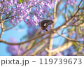 ジャカランダとアゲハ蝶 119739673
