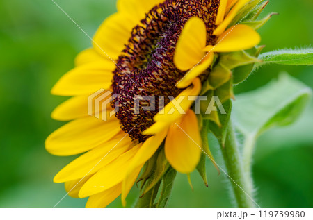 横から見たひまわりの美しい姿 119739980