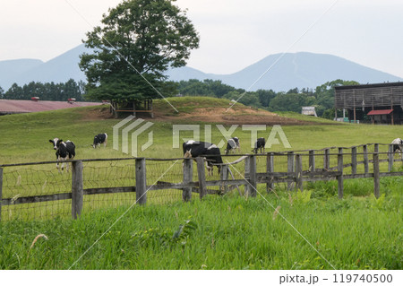 岩手県小岩井農場の牧歌的風景　宮沢賢治が大好きだったヨーロッパ的な雰囲気の小岩井農場 119740500