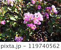 ピンクの可愛い小さな花 119740562