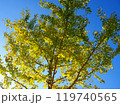 紅葉したイチョウの木と青空 119740565