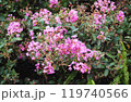 咲き誇るピンクのかわいい花 119740566