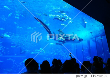 日本 水族館 ジンベイザメ	 119740590