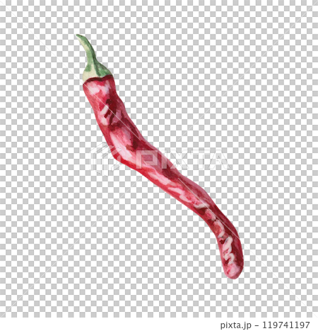 Red chili pepper pod, side view. Isolated watercolor illustration for spice packaging design, cookbook, fabric printing, restaurant print design, tableware and kitchenware. 119741197