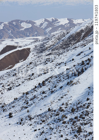 Snowy hillside, overgrown with small bushes and low coniferous trees.  119741803