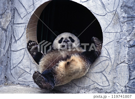 臥龍中国パンダ保護研究センターのパンダ 119741807