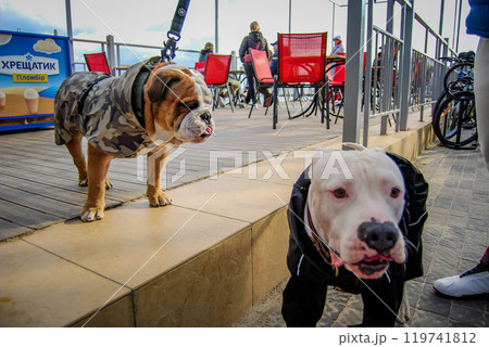 English Bulldog on a walk. Autumn time on the Odessa embankment in a cafe, many visitors in clothes, some on leashes. 119741812
