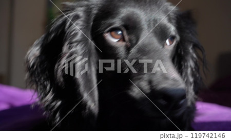 A black dog with expressive eyes lies on a plush purple surface. Sunlight highlights its smooth coat, creating coziness and serenity. 119742146