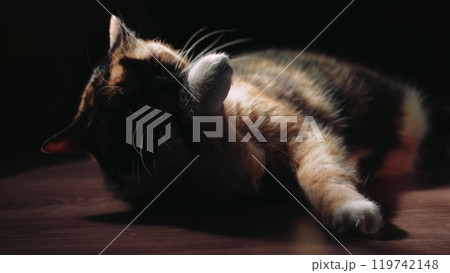 A beautiful calico cat rests on the floor while licking its fur in a soft glow of light. The tranquil scene highlights the calm and independent nature of cats, perfect for pet and home themes. A beautiful calico cat rests on the floor while licking its fur in a soft glow of light. The tranquil scene highlights the calm and independent nature of cats, perfect for pet and home themes. 119742148