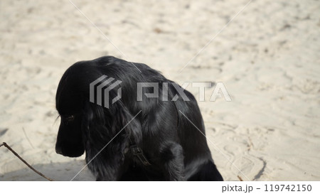 A playful black dog explores the sandy beach, digging and sniffing the sand. Great for videos of outdoor fun and adventures with pets. A playful black dog explores the sandy beach, digging and sniffing the sand. Great for videos of outdoor fun and adventures with pets. 119742150