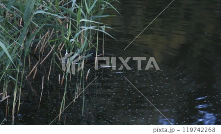 Wild ducks float peacefully on calm waters near a shoreline covered in lush green reeds. A tranquil nature scene showcasing wildlife in its natural habitat. 119742268