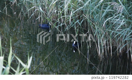 Wild ducks swim along the surface of a calm lake, surrounded by dense green reeds. A peaceful and scenic glimpse of nature's harmony. Wild ducks swim along the surface of a calm lake, surrounded by dense green reeds. A peaceful and scenic glimpse of nature's harmony. 119742282