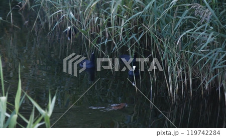 Wild ducks swim along the surface of a calm lake, surrounded by dense green reeds. A peaceful and scenic glimpse of nature's harmony. Wild ducks swim along the surface of a calm lake, surrounded by dense green reeds. A peaceful and scenic glimpse of nature's harmony. 119742284