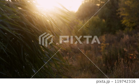 A serene view of tall green reeds gently swaying in the breeze, with a forested backdrop in the distance. Perfect for peaceful and nature-themed projects. A serene view of tall green reeds gently swaying in the breeze, with a forested backdrop in the distance. Perfect for peaceful and nature-themed projects. 119742316