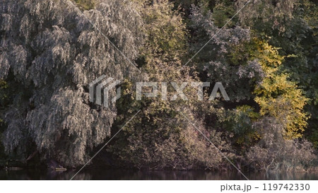 A gentle moment of trees moving their crowns in the wind, a calm and carefree natural landscape. 119742330