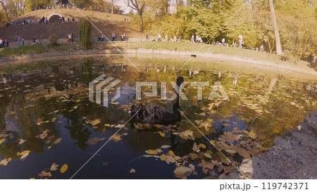 A beautiful black swan swims in a pond against the background of an autumn park, fallen yellow leaves in the pond. People are walking in the distance in the background. A beautiful black swan swims in a pond against the background of an autumn park, fallen yellow leaves in the pond. People are walking in the distance in the background. 119742371
