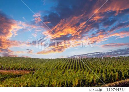 Vineyards on the wine road, Alsace, France 119744784